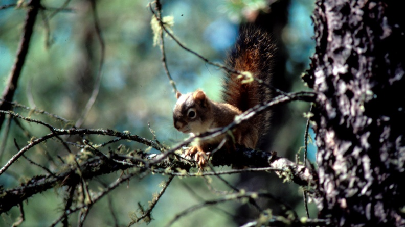 1986-summer Chipmunk 2 (16-9)